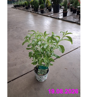 Stevia reb. 'Sweety' P 12